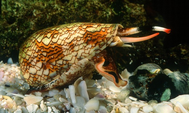 10 most dangerous animals in the world, marble cone snail