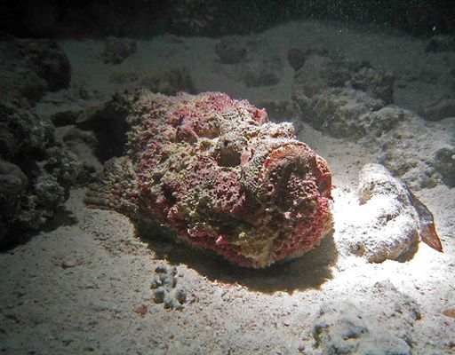 10 most venomous animals in the animal world, stonefish