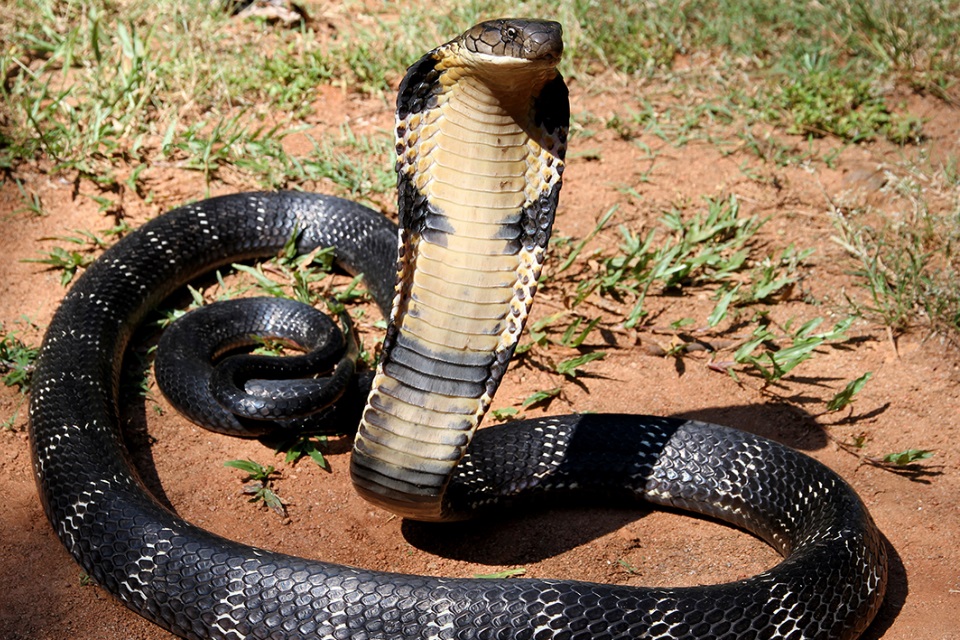 king snake
