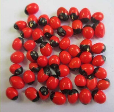 Most poisonous plants in the world! Check out the top 10. - abrus precatorius