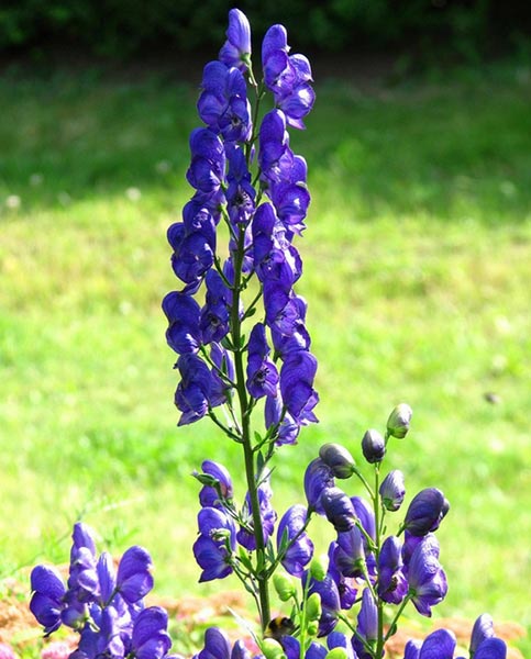 Most poisonous plants in the world! Check out the top 10. - aconitum