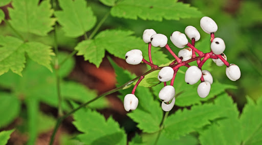 Most poisonous plants in the world! Check out the top 10. - actaea pachypoda