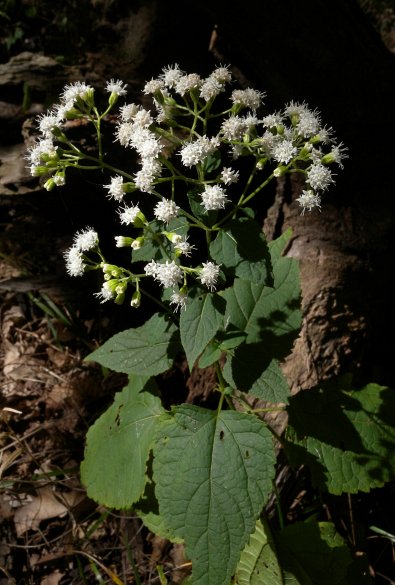 Most poisonous plants in the world! Check out the top 10. - ageratina altissima