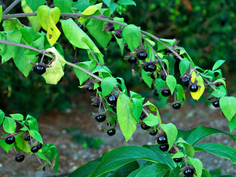 Most poisonous plants in the world! Check out the top 10. - atropa belladonna