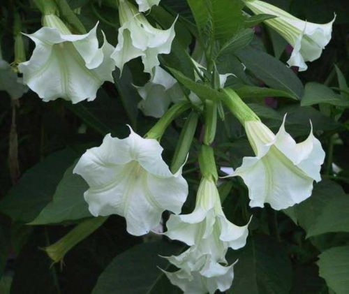 Most poisonous plants in the world! Check out the top 10. - brugmansia suaveolens