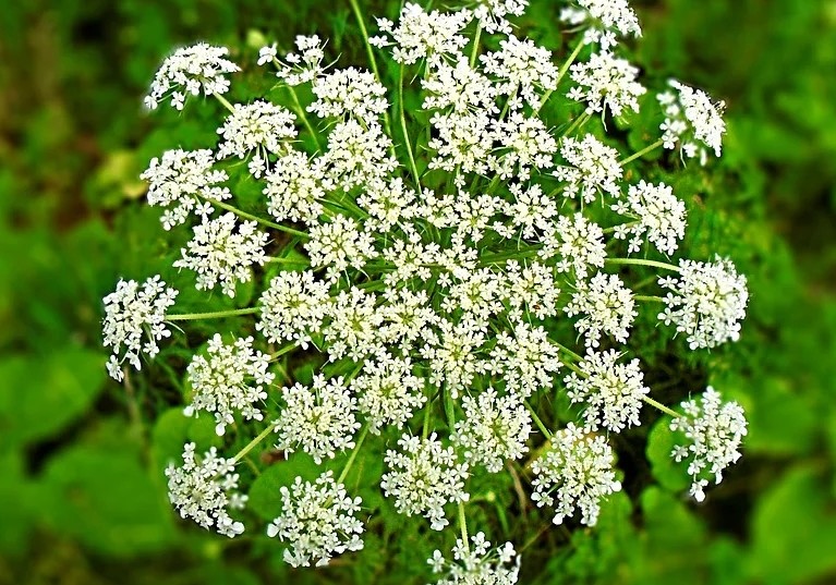 Most poisonous plants in the world! Check out the top 10. - hemlock