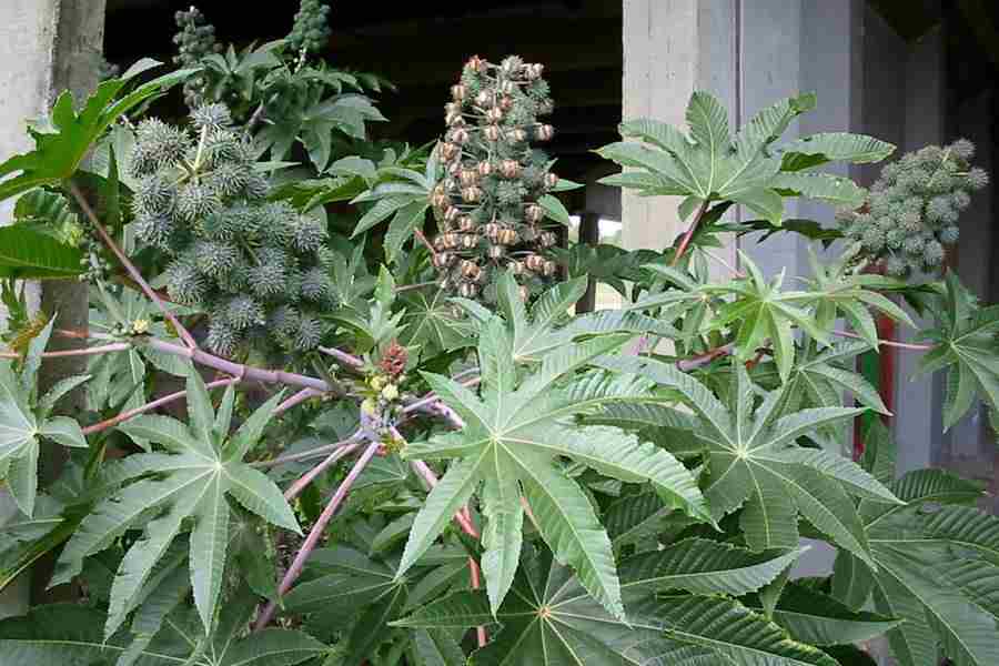 Most poisonous plants in the world! Check out the top 10. - ricinus communis
