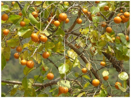 Most poisonous plants in the world! Check out the top 10. - strychnos nux vomica