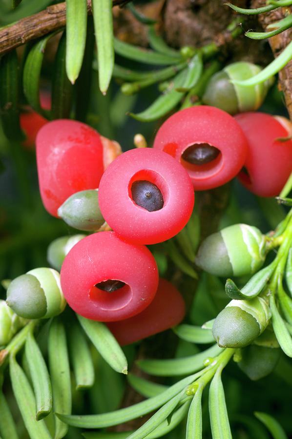 Most poisonous plants in the world! Check out the top 10. - taxus baccata