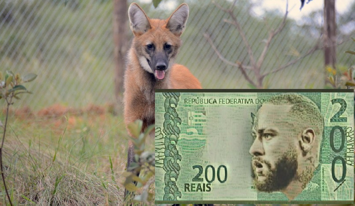 Brasil tendrá un billete de 200 reales, ¿qué puede ser malo? Brasil tendrá un billete de 200 reales con un lobo de crin, ¿qué podría ser malo?