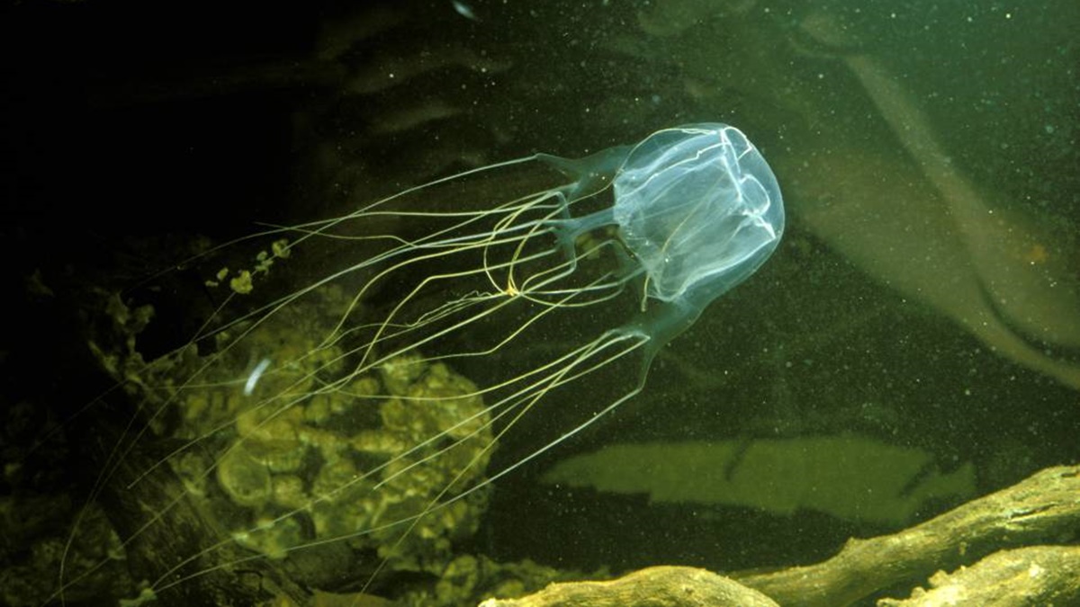Find out which are the 10 most poisonous animals in the world