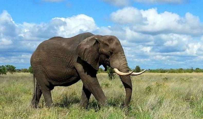 Animais selvagens áfrica do sul
