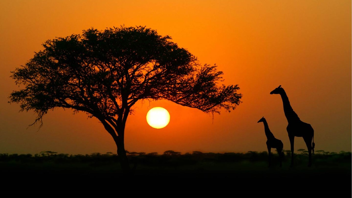 Veja 5 curiosidades incríveis sobre a áfrica do sul